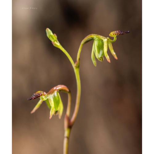 Small duck orchid (Caleana minor) in full flight at Black Mountain - exquisite flowers on this unusu