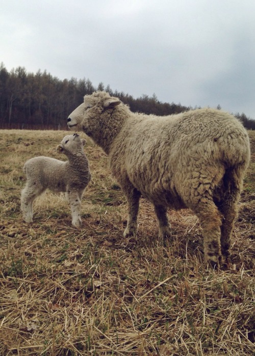 spiritbreather: got to play with the spring lambs finally!