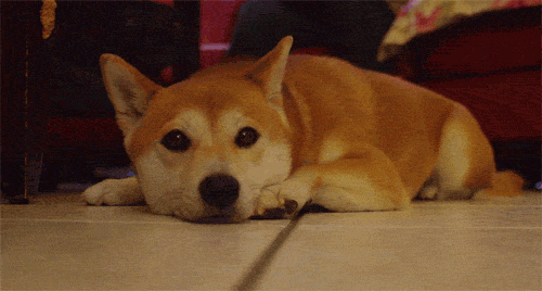 alxaxle:  My dog’s ears have a mind of their own…again. 