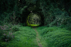 bluepueblo:  Forest Portal, The Enchanted