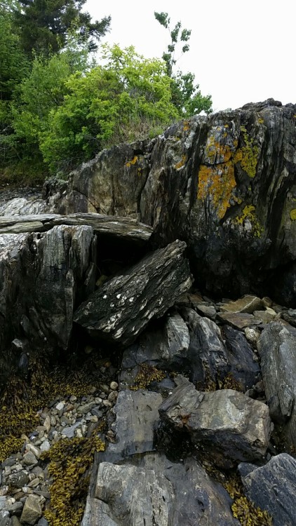 just-call-me-adventurous:Maine, USALook at the vertical foliation on those rocks - metamorphic rocks