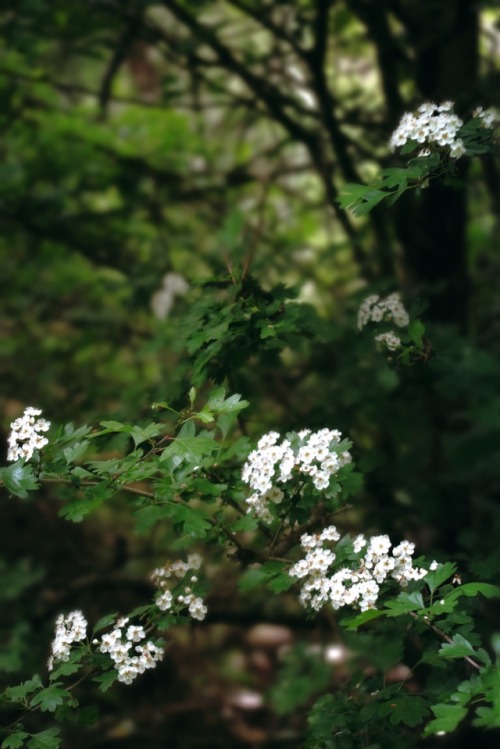 ambermaitrejean: romantic springtimebirds alight on blooming boughscomposing sonnets Photos and haik