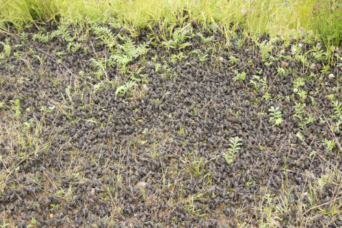 Toadschooled:  Thousands Of Freshly Morphed Western Toads [Anaxyrus Boreas] Swarm