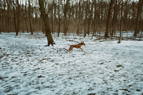 “When Winter was still real - Dog in Motion”Vienna - 2021Leica M6 - Kodak Portra 160