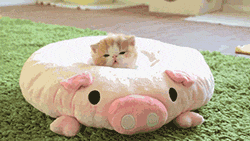 The Best of Tumblr Blog - 1000notes.com