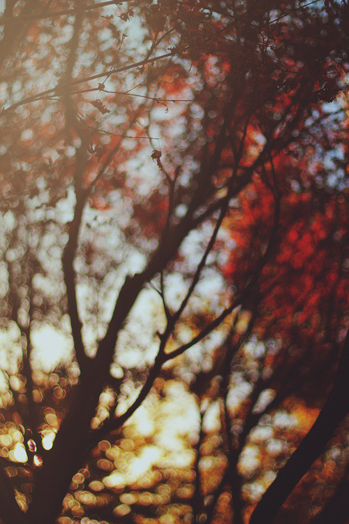 tumblr photo amndaax 0