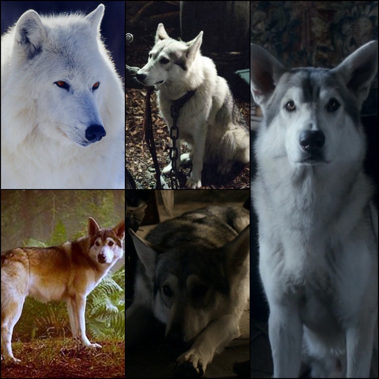 So I’ve decided to start watching Game Of Thrones. After two episodes I’ve decided I want a Direwolf. They are so cute!!!