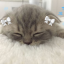 miuluvstoji