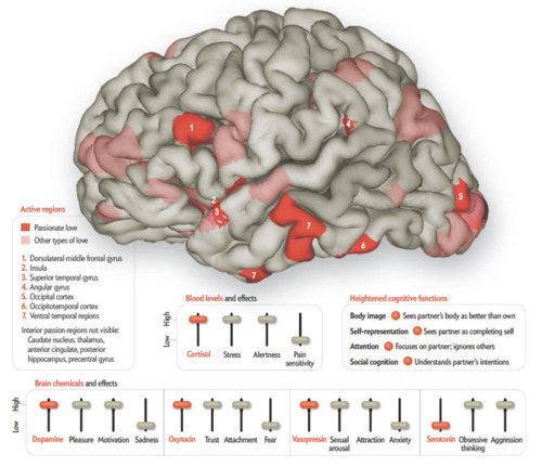 ikenbot:
“ This Is Your Brain In Love
“ Men and women can now thank a dozen brain regions for their romantic fervor.
Researchers have revealed the fonts of desire by comparing functional MRI studies of people who indicated they were experiencing...