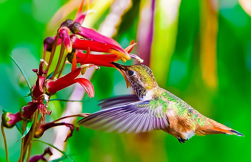 djferreira224:  1. Kingfisher mocking the rules … Photo ~ Dean Mason 2. Eastern