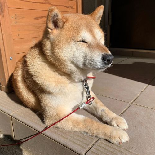 お昼寝してます #dog #doge #shiba #shibe #shibainu #shibastagram #komugi #柴犬 #赤柴 #しばいぬ #柴犬の小麦さん www.