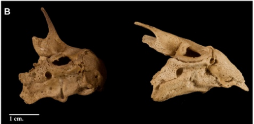 theolduvaigorge: Alterations of skull bones found in anencephalic skeletons from an identified 