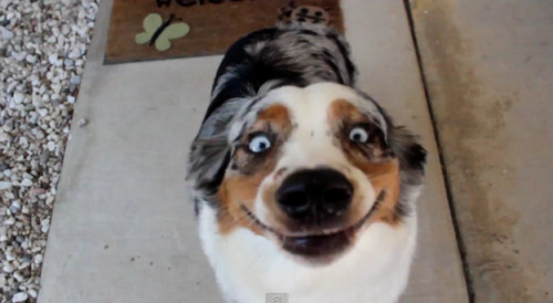 barrageofnerdery:guy:mistressmalfoy: my dad doesn’t believe that dogs can smile so here is a c