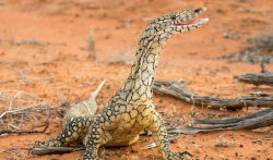 end0skeletal:   The perentie (Varanus giganteus)