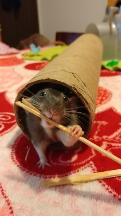 dawnsmaddyratties - This, this is what I live for. A happy rat.