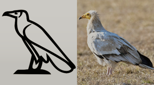 ancientegyptdaily: Hieroglyphs vs real life examples:Egyptian vulture (ꜣ = “ah”)flowering reed  (i =