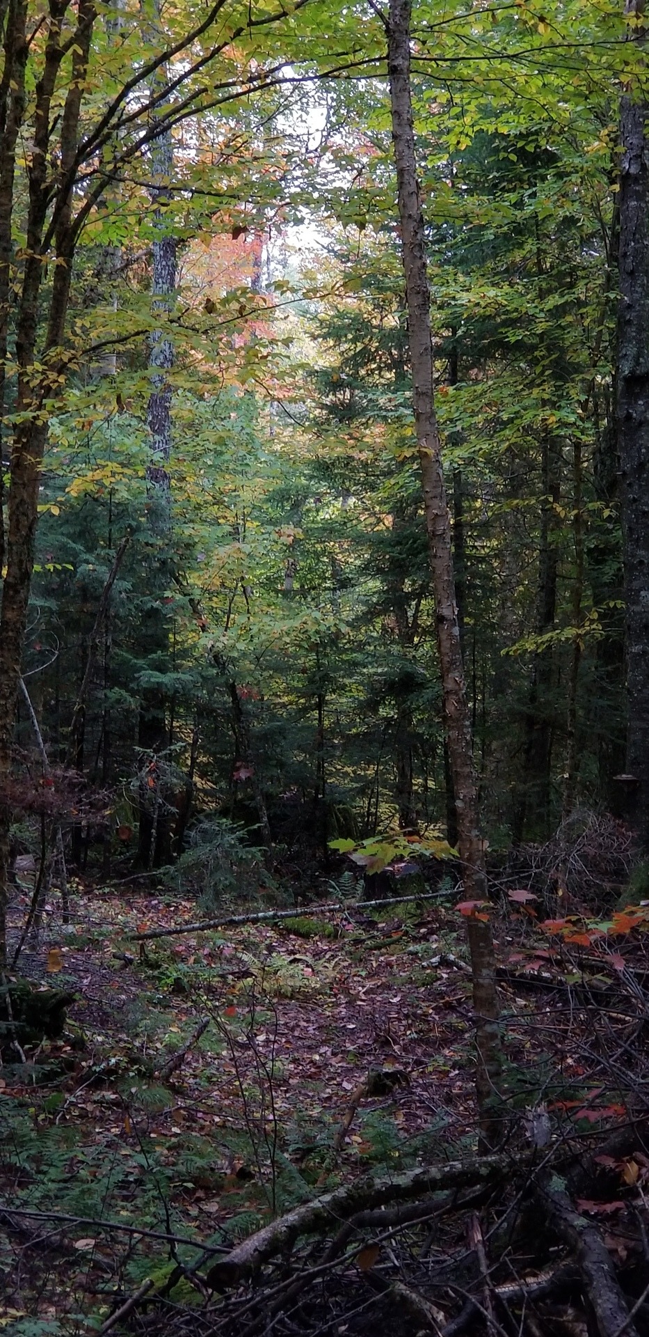 This Is Why Autumn Is My Favorite Time Of The Year. Also, Why I Will Never Leave The Northeast.