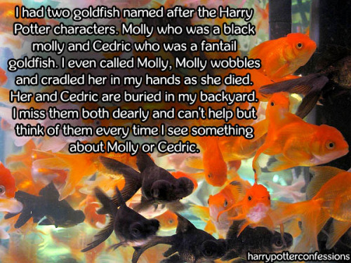 harry potter confessions. — I had two goldfish named after the Harry Potter