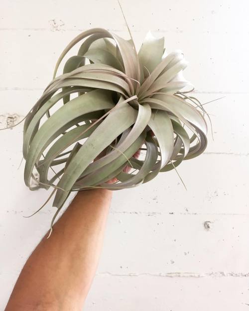 Our 40% off Clearance Sale is still going strong. Only two of these huge 12&quot; #xerographica air 