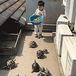 tastefullyoffensive:The tortocalyse has arrived.