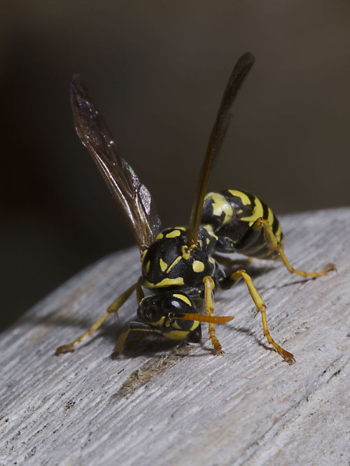 European paper wasp (Polistes dominula)The European paper wasp is one of the most common and well-kn