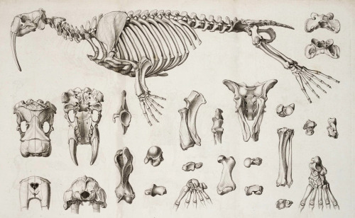Georges Cuvier - Walrus bones - 1824 - via Linda Hall Library