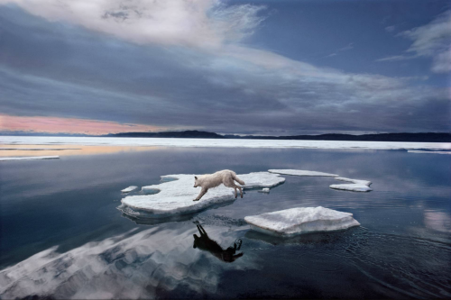 nubbsgalore:photos by jim brandenburg, who spent three summers thirty years ago following a pack of arctic wolves on ell