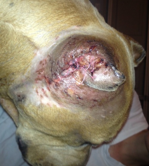 fundapetmiracle:  If anyone is able to re-blog this so we can get Bronx some help, it would be greatly appreciated. Bronx is two year old pit bull who was on the euthanasia list at San Pedro Shelter.  Second Chance Rescue drove from Vegas to save his