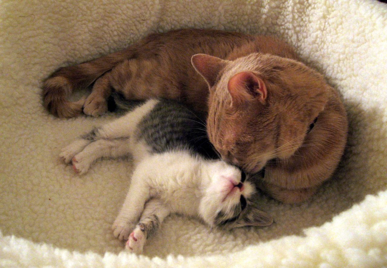 thefluffingtonpost:  PHOTO OP: BFFs Via Malingering.