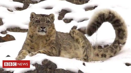 Saving Snow Leopards From Mining Giants