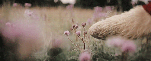 ayyleywilliams:christopher robin (2018) | dir. marc forsterdoing nothing often leads to the very bes