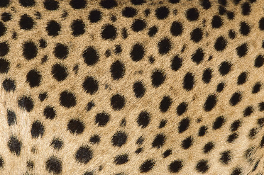 big-catsss:  Jaguar, Leopard, Cheetah by [x][x][x] 