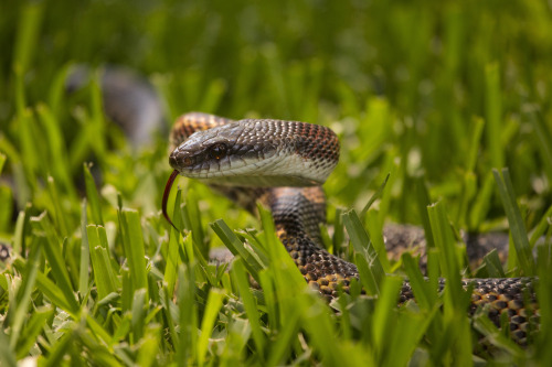 The defining feature of our nearly 3000 species of snake is their conspicuous lack of legs, leaving 