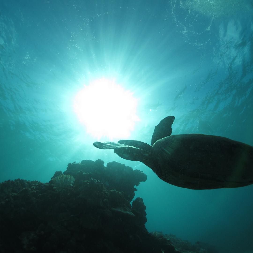 Such a great experience snorkeling with these beautiful creatures. 🐢 by nikkibenz