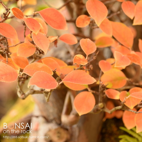 榠樝（カリン）の石付盆栽KARIN, Chinese quince bonsai on a rock2017.11.25 撮影bonsai on the rock| Creema | BASE | Z