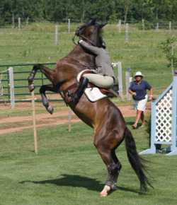 equine-awareness:  The Plea of the Ruined