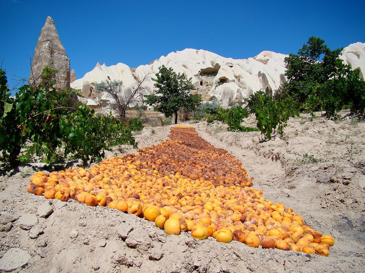 rocketmilesofmorningspace:  Apricots drying in the sun in Turkey 