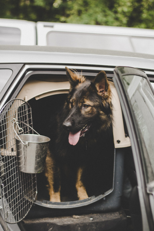 simply-a-lost-boy: A good boy. @the-dog-without-fear