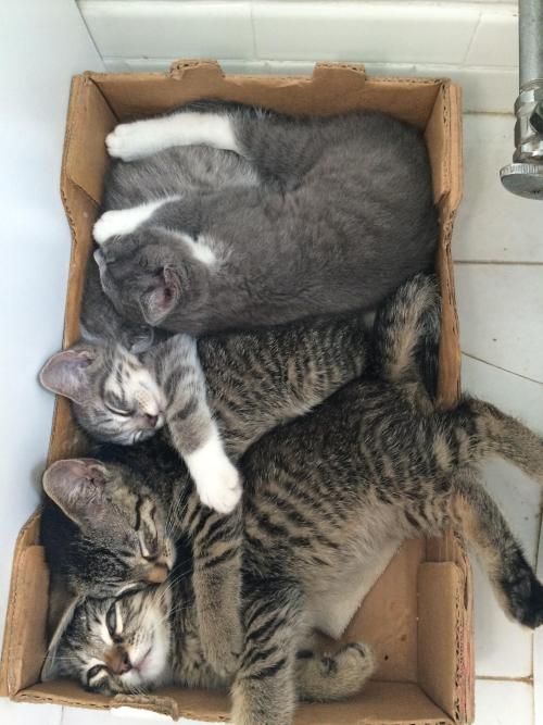 awwww-cute:Fostering some feral kittys (Source: http://ift.tt/1GYjUOK)