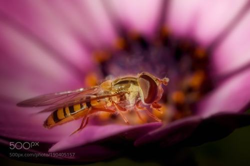 rphotographys:Photo Pupular on 500px : Pause by francescogaudino