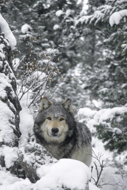beautiful-wildlife:Wolf In Snowy Forest by Rebecca