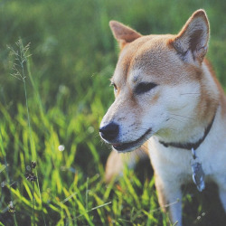 sheeba-inu:  #aeris_d_shiba #shiba #shibainu