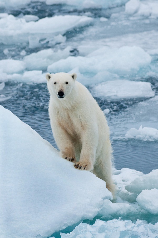 wolverxne:  Polar Bear climbs and looks | by: {Mary Anne Nelson} 