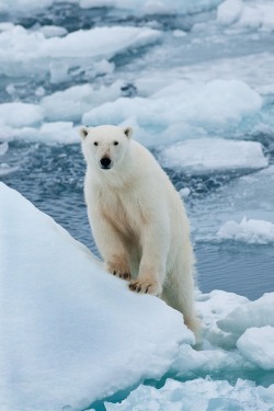 wolverxne:  Polar Bear climbs and looks |