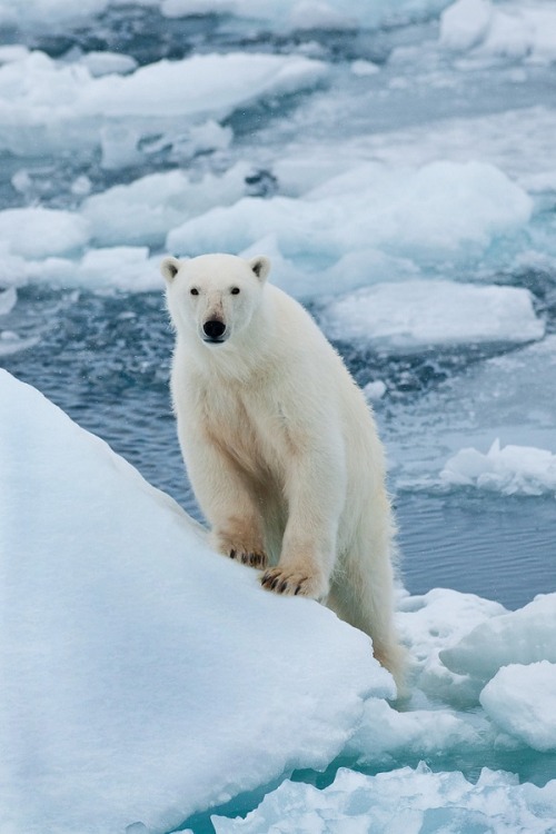 belovedgaia:  wolverxne:  Polar Bear climbs and looks | by: {Mary Anne Nelson}    - plants - nature -