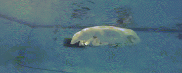 griseus:  MEET CYRU: A MAN-SIZED JELLYFISH ROBOT COULD REVEAL SECRETS OF OCEANS Jeanna