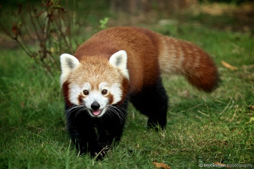It’s International Red Panda Day (September 17th) so here’s a very happy looking Red Pan