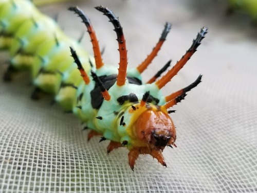 bugkeeping:no wonder why they’re called “hickory horned devils”