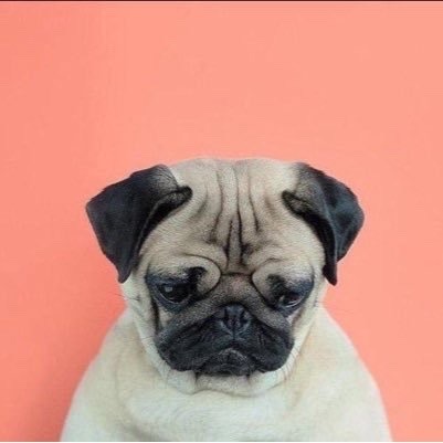 chubbyketty:  Pugs on pastel 