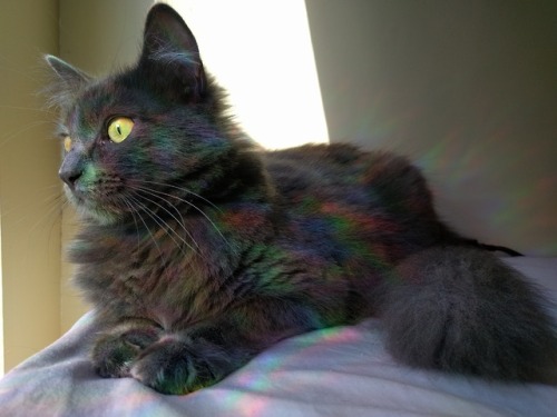 wonderbound: I know it’s not pride month anymore but my cat is covered in rainbows!!!